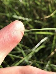 Triodia stenostachya