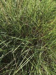 Triodia stenostachya