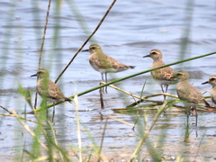 Charadrius asiaticus