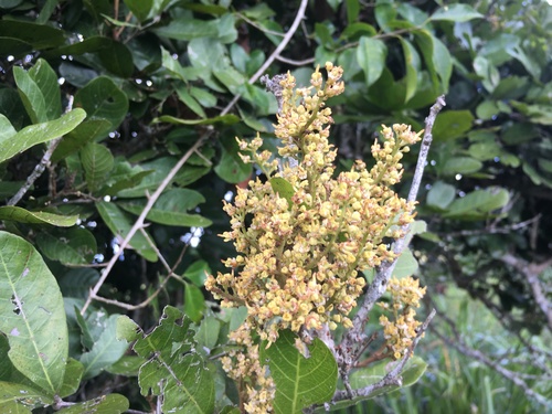Arytera divaricata observed 2021-04-13