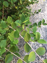 Waterhousea (Eugenia reinwardtiana)