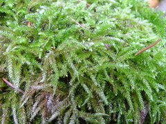 Eurhynchium angustirete