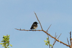 Anthreptes orientalis