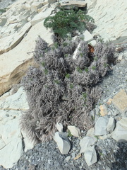 Onosma polyphylla