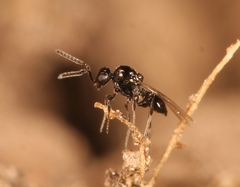 Platygaster