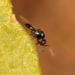 Platygaster