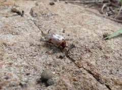 Polyclada pecticornis