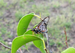 Abantis tettensis