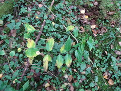 Vincetoxicum hirundinaria