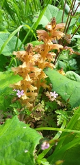 Orobanche flava