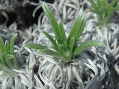 Onosma polyphylla