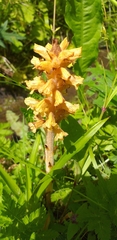 Orobanche flava