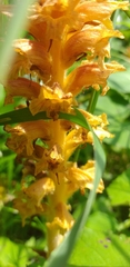 Orobanche flava