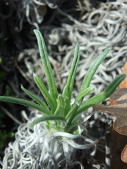 Onosma polyphylla