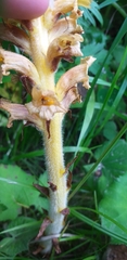 Orobanche flava