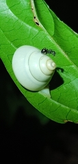 Satsuma phoenicis