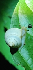Satsuma phoenicis