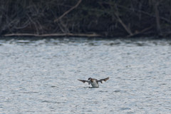 Podiceps grisegena