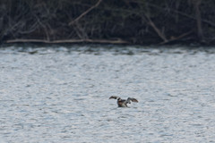 Podiceps grisegena