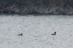 Podiceps grisegena