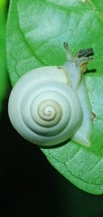 Satsuma phoenicis