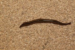 Australopacifica regina