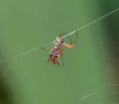 Micrathena nigrichelis