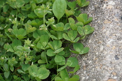Trifolium repens