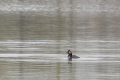 Podiceps nigricollis