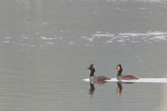 Podiceps nigricollis