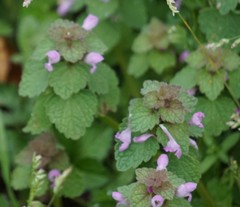 Lamium purpureum
