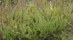 Senecio polyodon