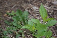 Ageratina altissima