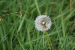Taraxacum officinale