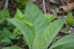 Verbascum thapsus