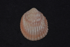 Vasticardium vertebratum