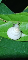Satsuma phoenicis