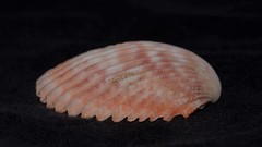 Vasticardium vertebratum