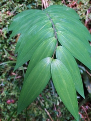 Polygonatum arisanense