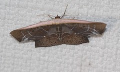 Tessarotis rubrata