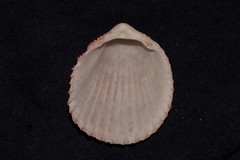 Vasticardium vertebratum