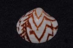 Lioconcha fastigiata