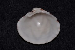 Lioconcha fastigiata