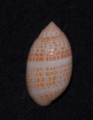 Pupa affinis image