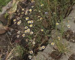 Afroaster erucifolius