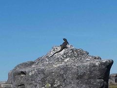 Karusasaurus polyzonus