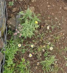 Afroaster erucifolius