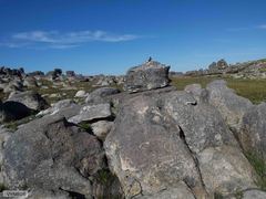 Karusasaurus polyzonus