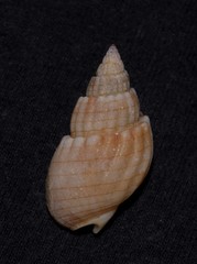 Nassarius glans