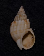 Nassarius glans
